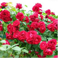 Фемелі Ред (Family Red), плетиста троянда