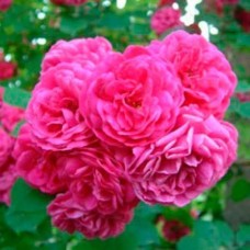 Етюд (Etude), плетиста троянда