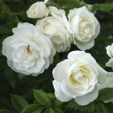 Фемелі Уайт (Family White), плетиста троянда 