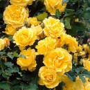 Фемелі Еллоу (Family Yellow), плетиста троянда