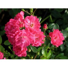 Грунтопокривна троянда Пінк Фейрі (Pink Fairy)