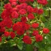 Скарлет Мейяндекор (Scarlet Meillandecor), грунтопокривна троянда 