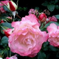 Троянда Світхарт (Sweetheart), флорiбунда