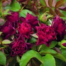 Троянда Кларет Піксi (Claret Pixie), флорiбунда