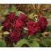 Троянда Кларет Піксi (Claret Pixie), флорiбунда