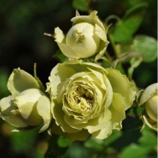 Троянда Лавлi Грін (Lovely Green), флорiбунда