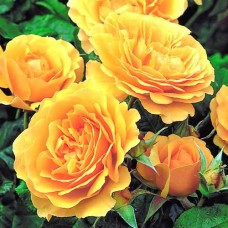 Троянда Джулія Чайлд (Julia Child), флорiбунда