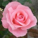 Куин Елизабет (Queen Elizabeth), Штамбовая роза