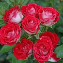 Руби Айс, Штамбовая роза