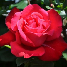 Дам де Кьор (Dame de Coeur), чайно-гібридна троянда