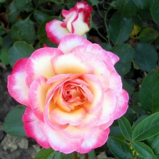  Рина Херхольд (Rina Herholdt), чайно-гібридна троянда