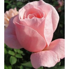  Куїн оф Інгланд (Queen of England), чайно-гібридна троянда