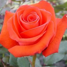 Соло Оранж (Solo Orange), чайно-гібридна троянда
