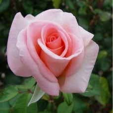 Соло Пінк (Solo Pink), чайно-гібридна троянда