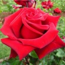 Соло Ред (Solo Red) чайно-гибридная роза