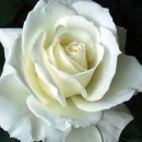 Соло Уайт (Solo White) чайно-гібридна троянда