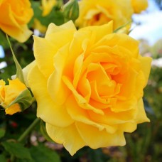 Еллоу Куїн Елізабет (Yellow Queen Elisabeth), чайно-гібридна троянда
