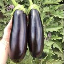 Баклажан Анатолія F1, 10 насінин, ТМ "Добрi Сходи"