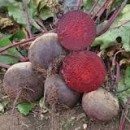 Буряк Акела (Akela) 200 насінин