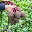 Буряк Водан F1 (Vodan F1) 200 насінин 