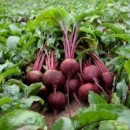 Буряк Болтарді (Boltardi) 200 насінин