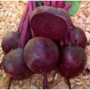 Буряк Кестрел F1 (Kestrel F1), 200 насінин