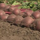 Буряк Боро F1 (Boro F1) 200 насінин 