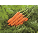Морковь Лагуна F1, 400 семян,  ТМ "Добрі Сходи"