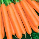 Морковь Балтимор F1, 400 семян,  ТМ "Добрі Сходи"