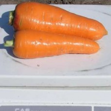 Морковь Болтекс, 10 гр., ТМ "Добрі Сходи"