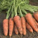 Морковь Купар F1, 400 семян,  ТМ "Добрі Сходи"