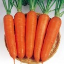 Морковь Редко, 400 семян,  ТМ "Добрі Сходи"