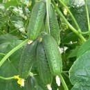 Огірок Спіно F1 (Spino F1), 10 насінин