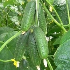 Огірок Спіно F1 (Spino F1), 10 насінин, ТМ "Добрi Сходи"