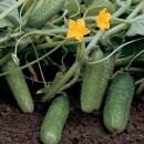 Огірок Ленара F1 (Lenara F1), 10 насінин 