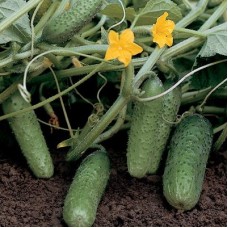 Огірок Ленара F1 (Lenara F1), 10 насінин, ТМ "Добрі Сходи"