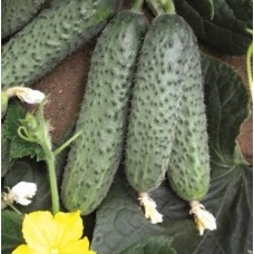 Огірок Солон F1 (Solon F1), 10 насінин, ТМ "Добрі Сходи"