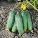 Огірок Пролікс F1 (Prolix F1), 10 насінин