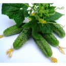 Огірок Регал F1 (Regal F1), 50 насінин 