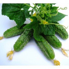 Огірок Регал F1 (Regal F1), 20 насінин, ТМ "Добрі Сходи"