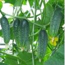 Огірок Афіна F1 (Athena F1), 10 насінин