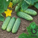 Огірок Амант F1 (Amant F1), 10 насінин 