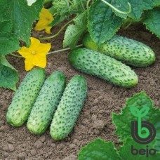 Огірок Амант F1 (Amant F1), 50 насінин, ТМ "Добрі Сходи"