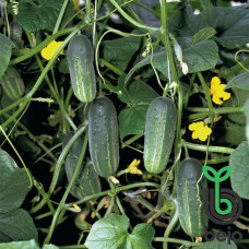 Огірок Акорд F1 (Aсcord F1), 50 насінин, ТМ "Добрі Сходи"