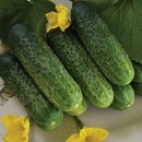 Огірок Надежда F1 (Nadezhda F1), 20 насінин