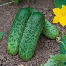 Огірок Караоке F1 (Karaoke F1), 10 насінин, ТМ "Добрі Сходи"