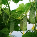 Огірок Артист F1 (Artist F1), 10 насінин