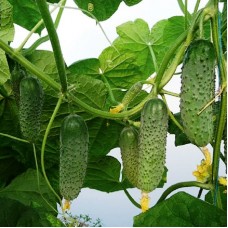 Огірок Артист F1  (Artist F1), 10 насінин, ТМ "Добрі Сходи"