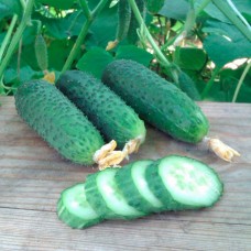 Огірок Дафне F1 (Daphne F1), 10 насінин, ТМ "Добрі Сходи"