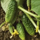 Огірок Астерікс F1 (Asterix F1), 20 насінин 